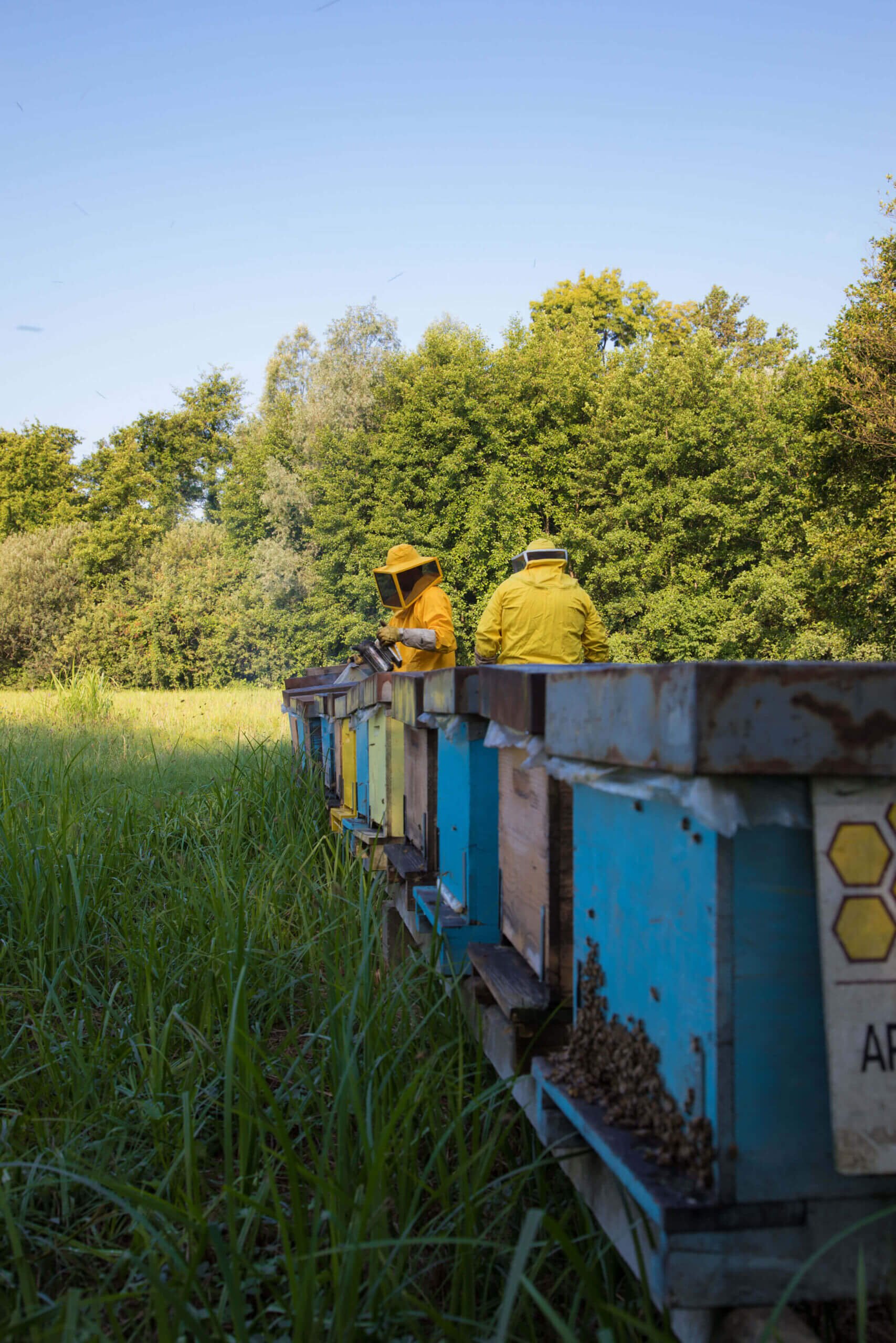 apicoltura sostenibile comaro